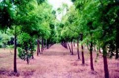 Alelopatia