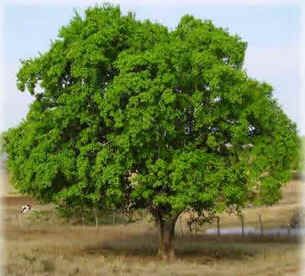 Juazeiro